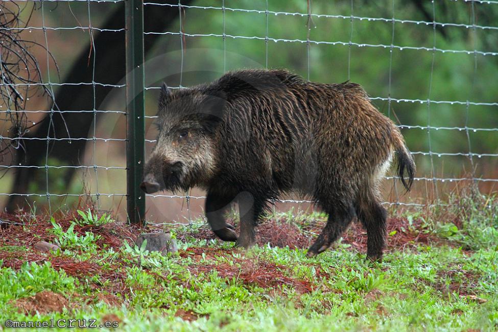 Jabalí (Sus scrofa)